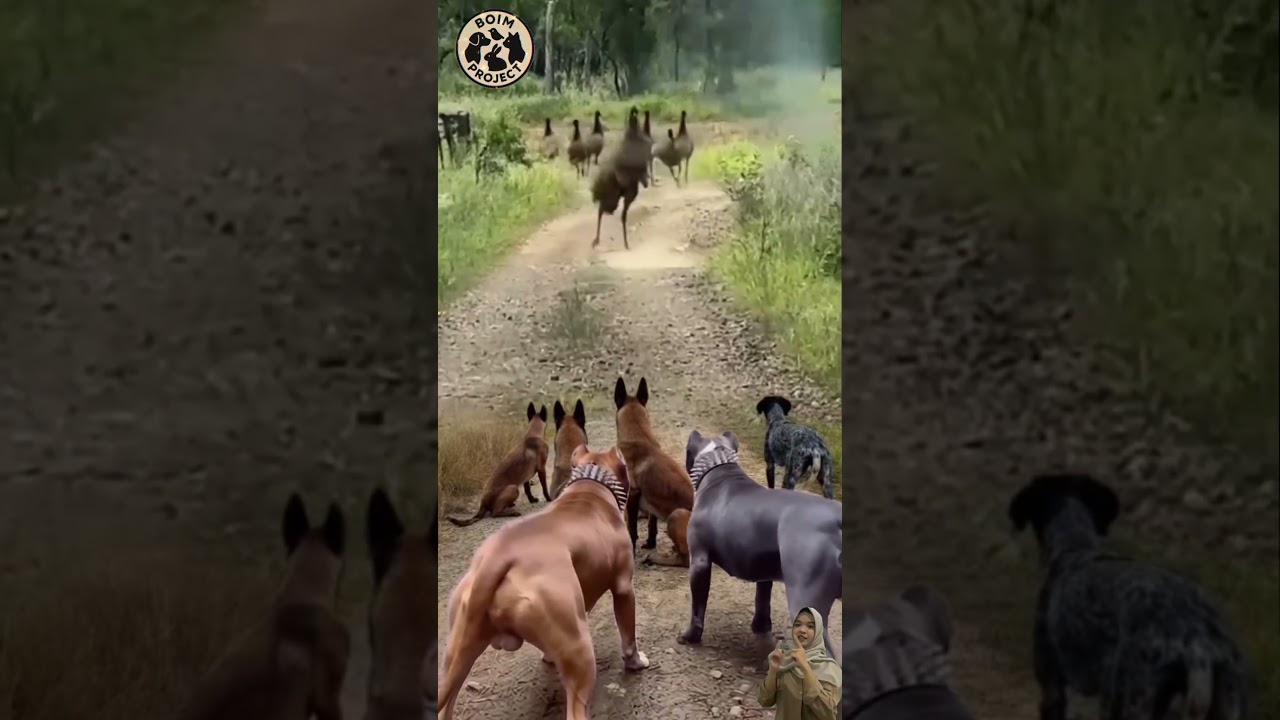 Kocak😂 Anjing Kecil Sok Jago Mau Kejar Burung Emu, Eh Malah Dikejar Balik di Depan Teman-Temannya🤣
