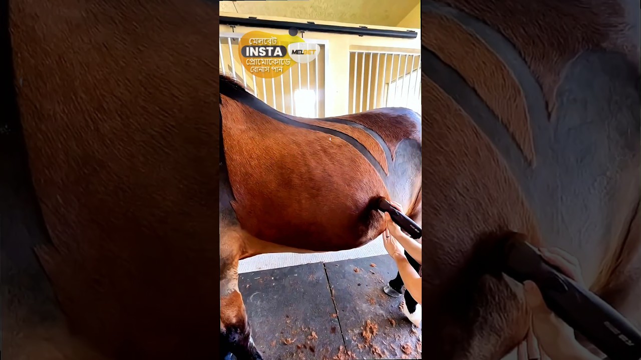 He Became a Millionaire Just by Grooming Horses