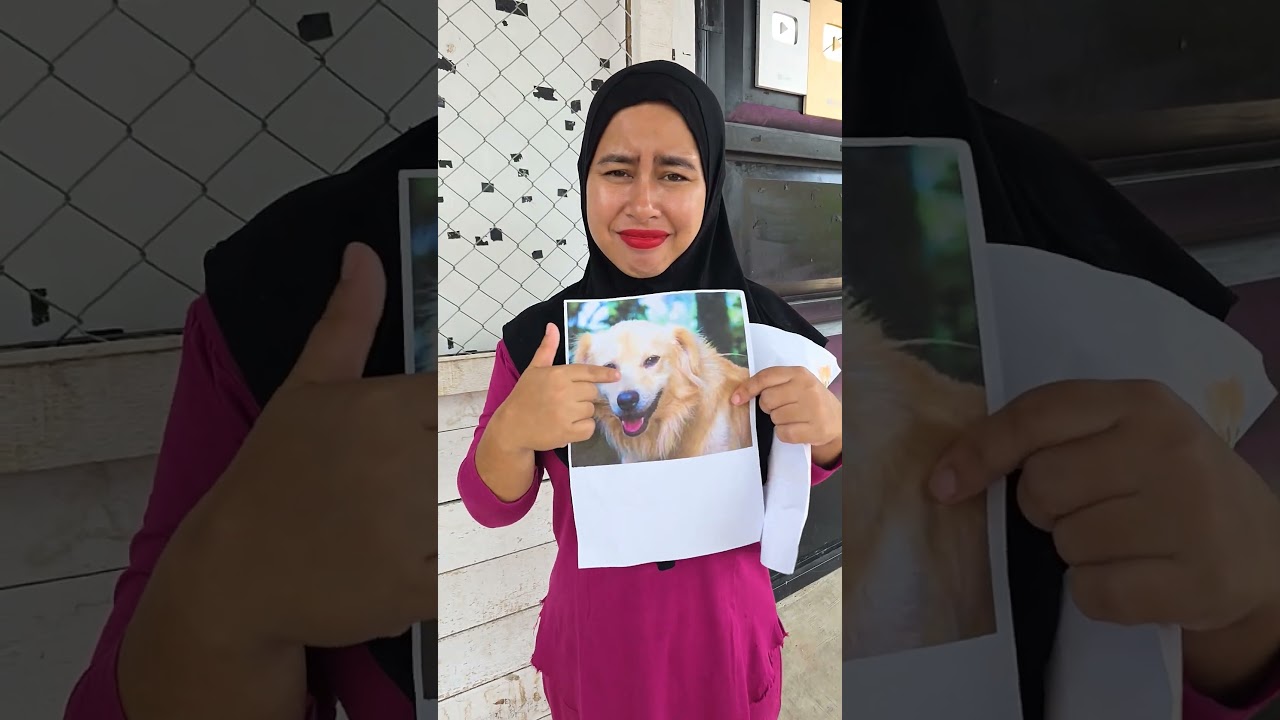 Bingung pilih kucing Atau Dogy !!!