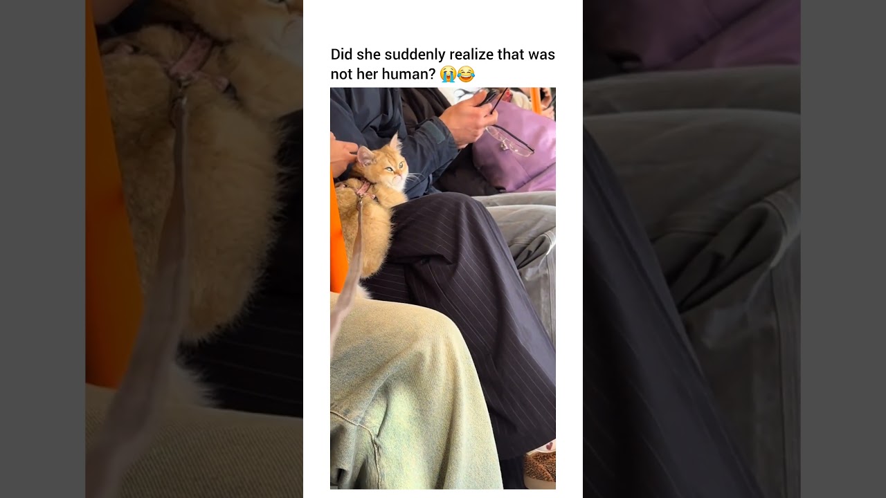 Did she realize at the end that she is in fact not sitting on your lap hahahaha