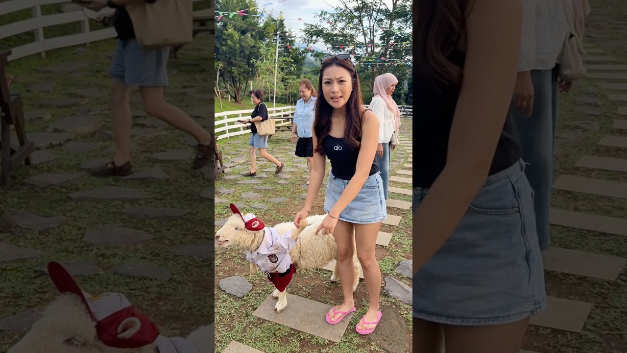 ANTER DOMBA MASUK SEKOLAH 🏫🐑  #domba #sekolah #videolucu