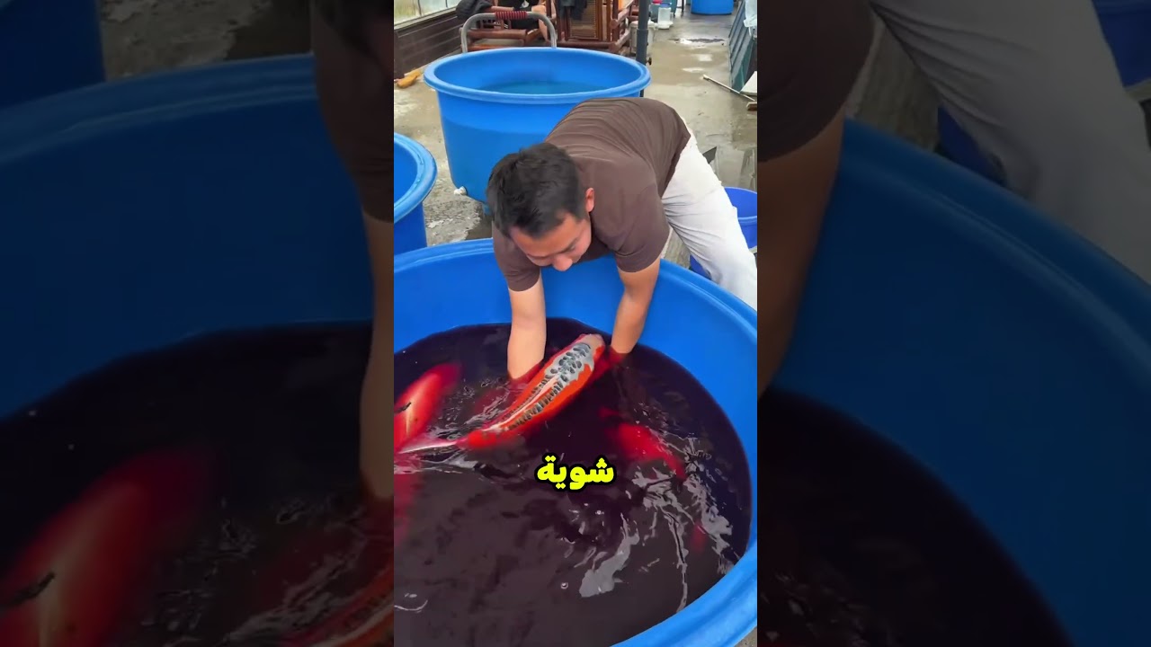الكل افتكر السمك هيموت 🐟! #shorts