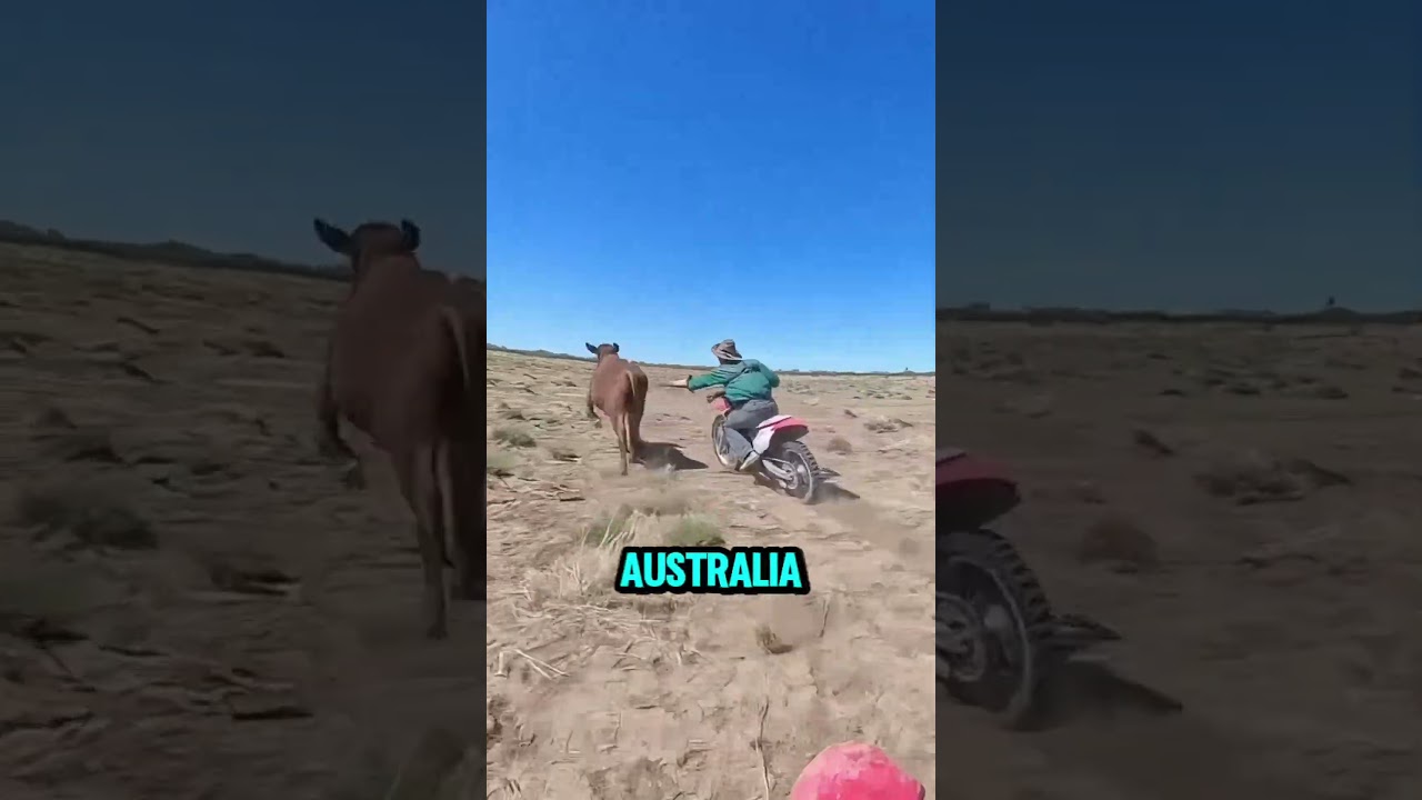 Koboi menangkap sapi dengan tangan kosong