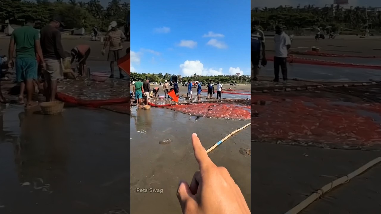 ELE SALVOU O TUBARÃO #pescaria #pesca #deus #fé #deustemumapalavrapravoce #peixe