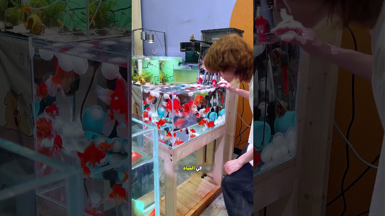 قطع القطن نظفت مياه حوض السمك 🐟