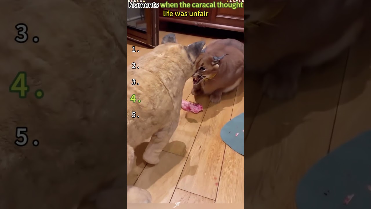 POV: You accidentally offended a caracal 5 different times in one week. 😂🦁#Caracal #PetCaracal