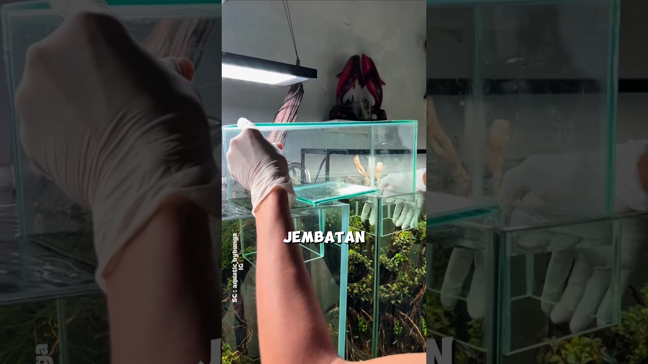 Pria Ini Membuat Jembatan untuk Ikan di Akuariumnya 🐟