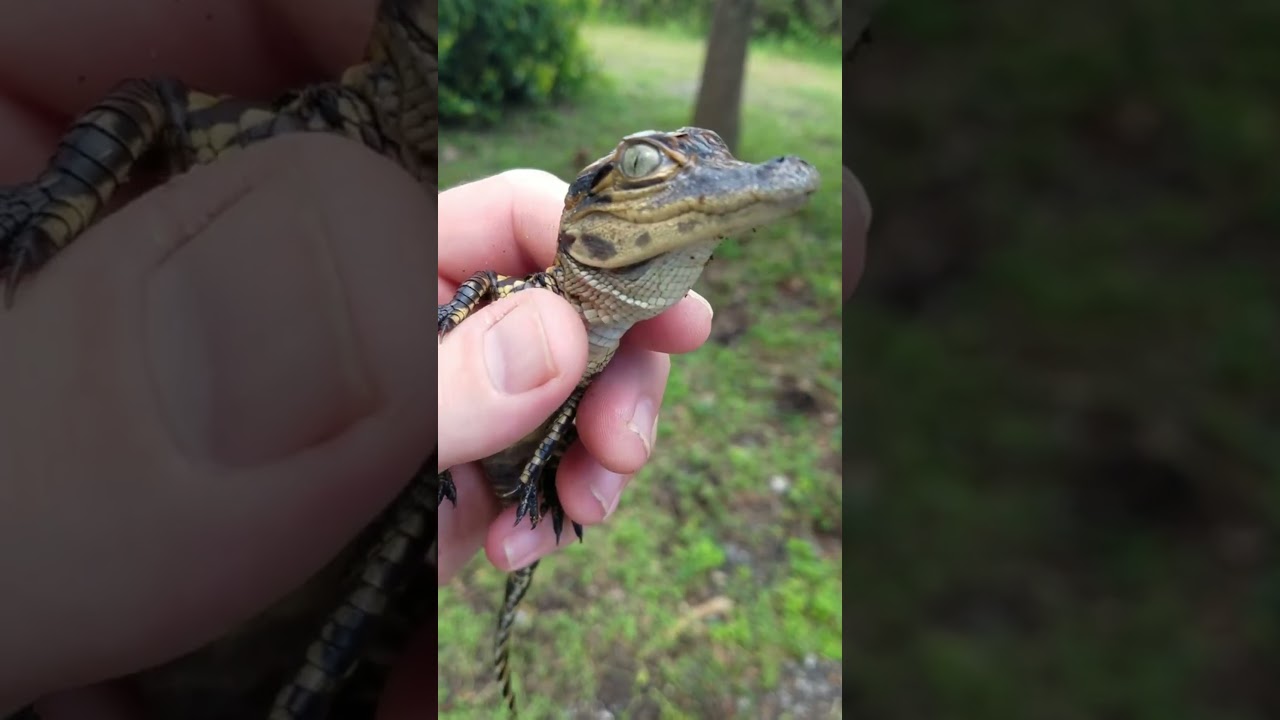 Small To Big Animals Transformation!!