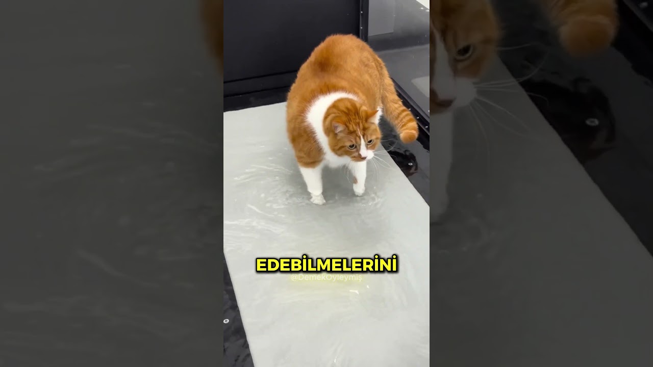 İşte Şişko Kediler Böyle Kilo Veriyor 🤯