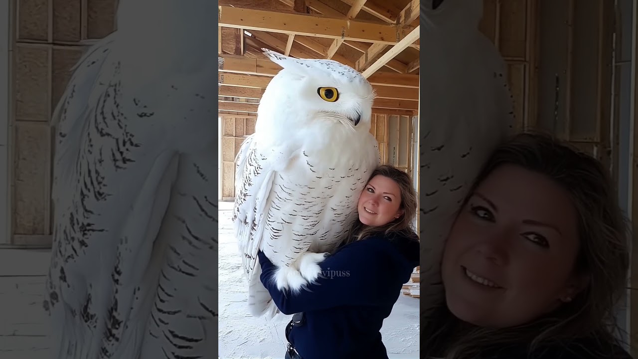 കണ്ണുതള്ളി നോക്കുമെന്നേയുള്ളൂ, പാവമാ... 🦉❤️