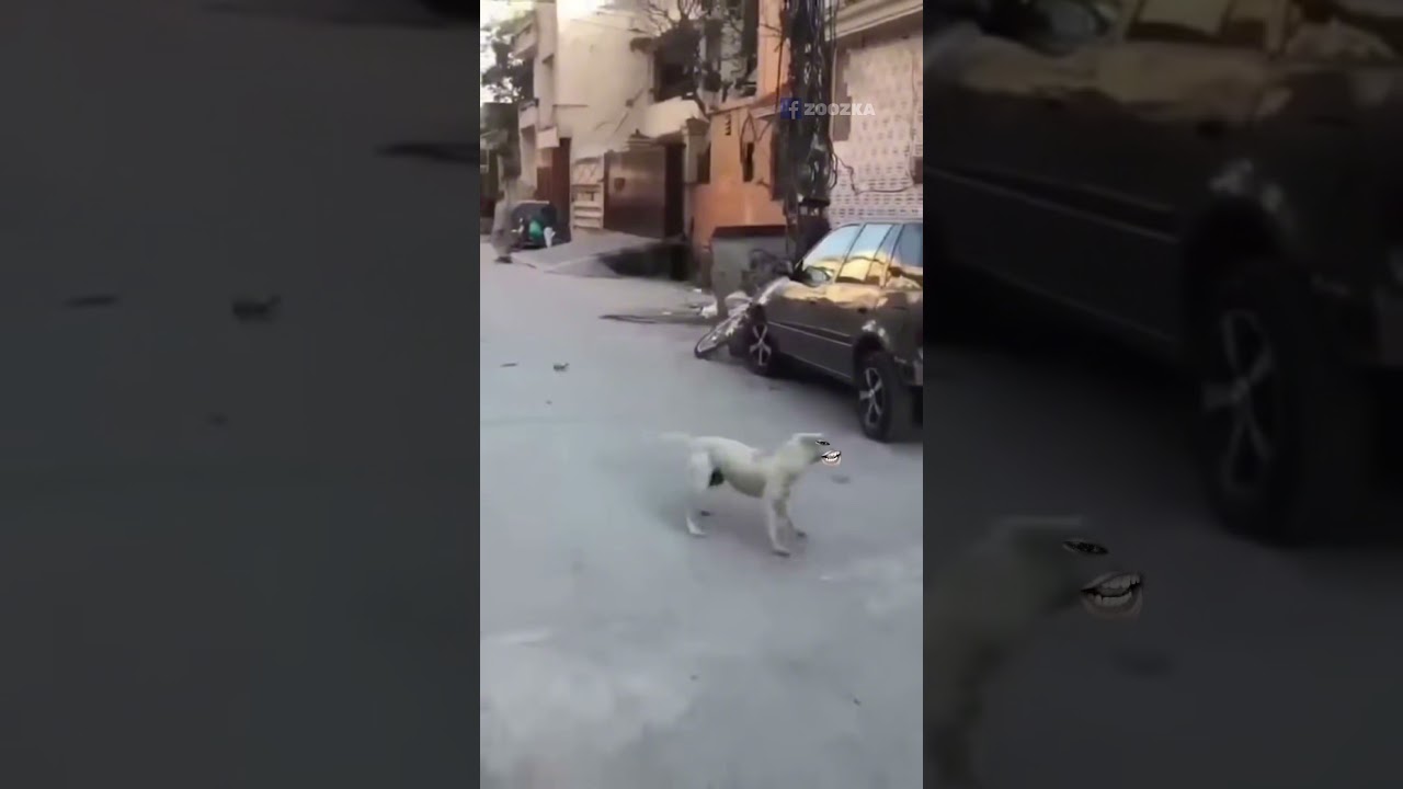 موتسيكلات العيد 😂😂