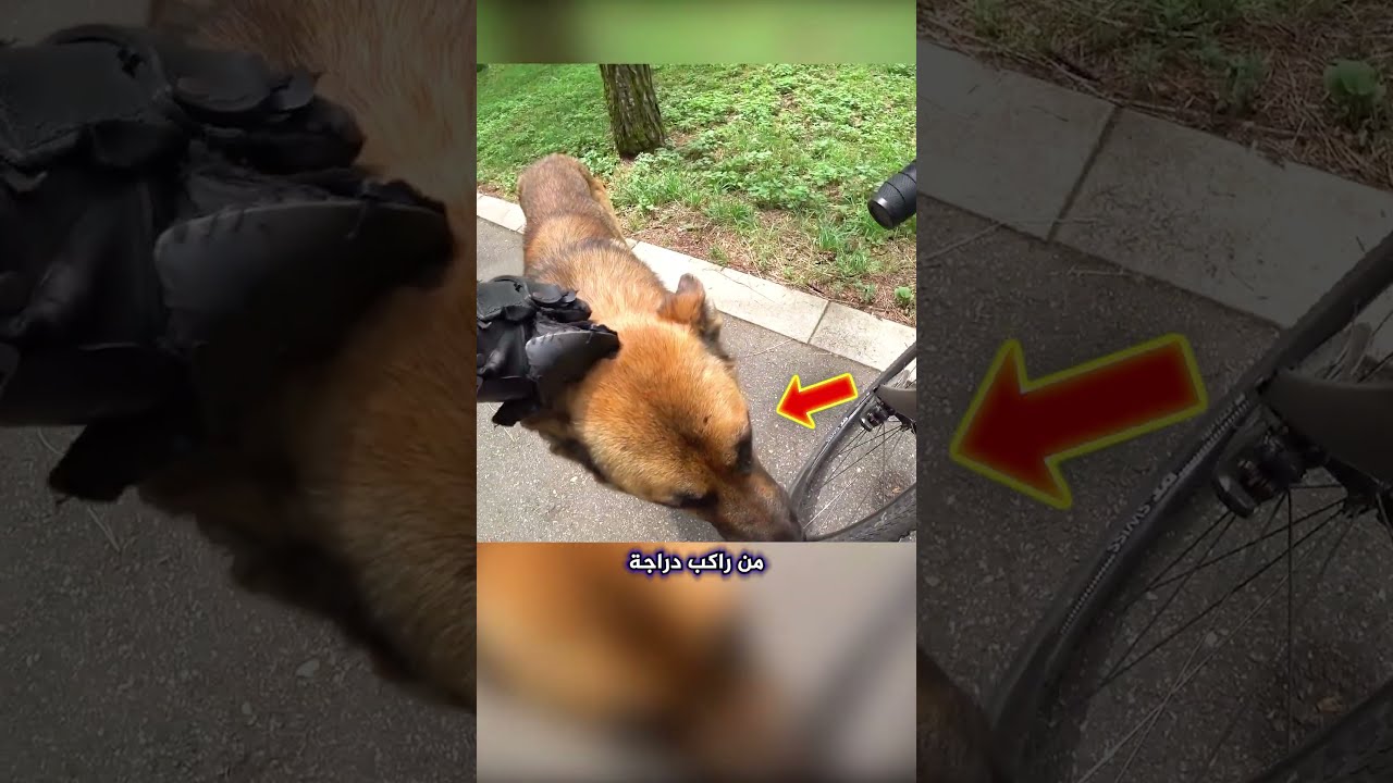 لم يتوقع أحد أن تنتهي الأمور هكذا 😮 #shorts