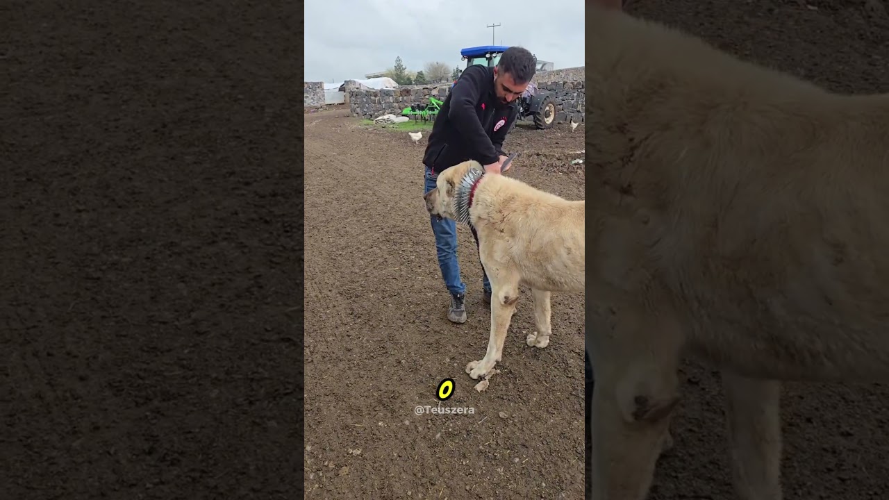 Pra que serve a coleira de espinho dos kangal!