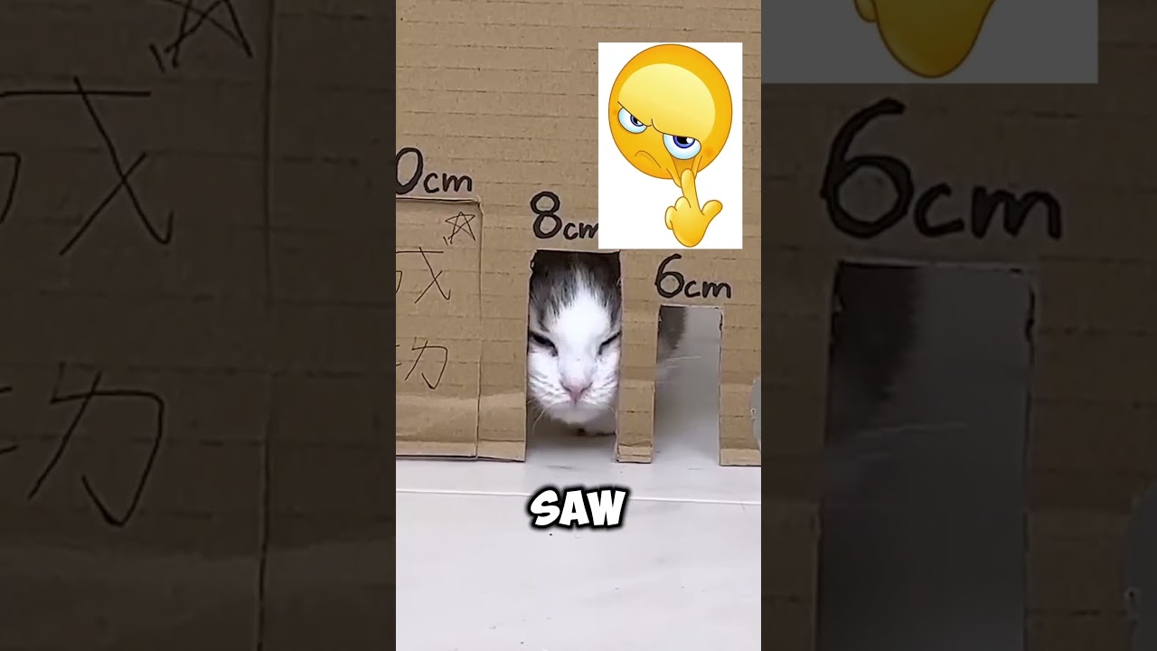Let’s see if the cat can make it through all the holes #shorts #memes