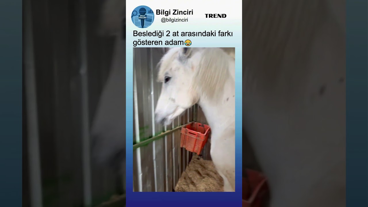 Beslediği 2 At Arasındaki Farkı Gösteren Adam😂🐴