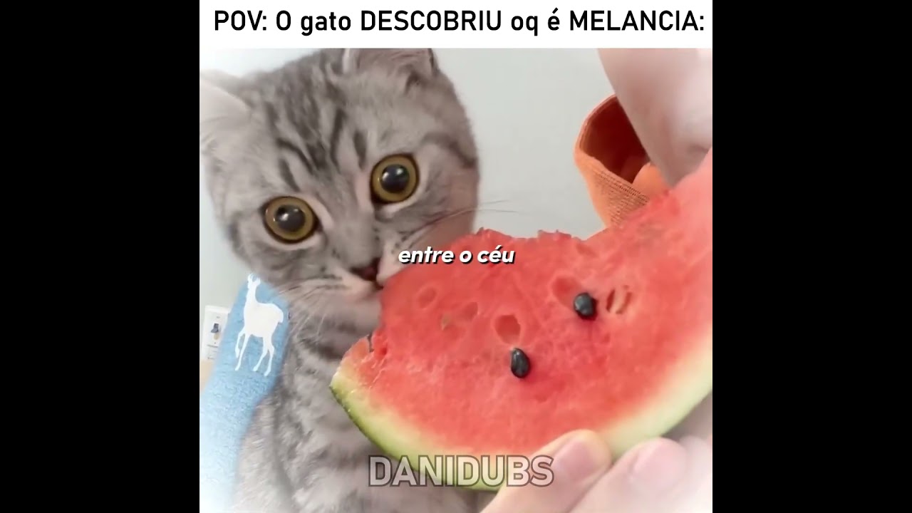 O gato descobriu a melhor parte da melancia 😅 #edit #humor #memes #fyp #animals