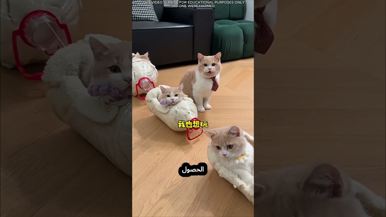 🚌 مفاجأة مذهلة: حافلة من الورق المقوى! 😲