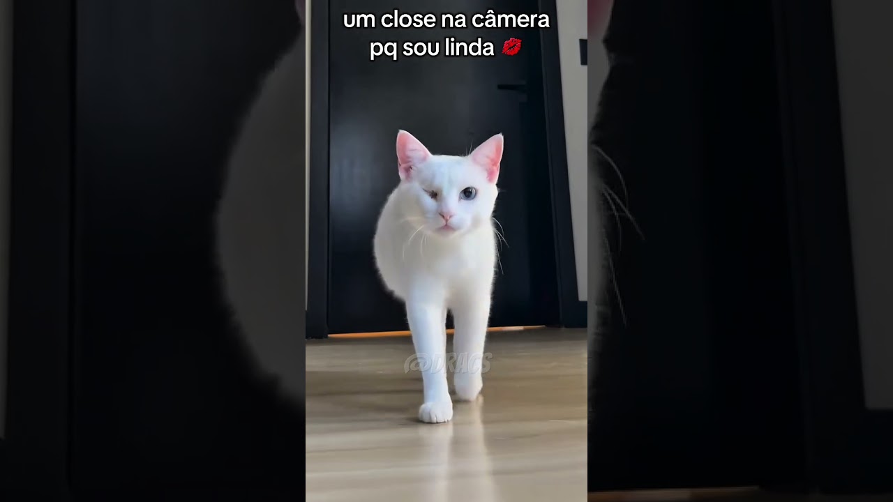 agora eles DESCOBRIRAM! #curiosidades #viral #fy #cat #dracscuriosidades