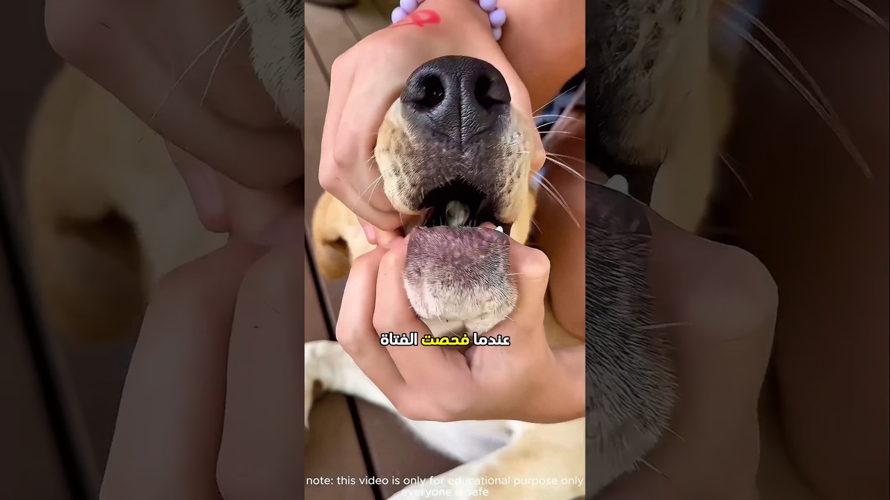 وجدت الفتاة شيئا غريبا في فم كلبها 😮 #shorts