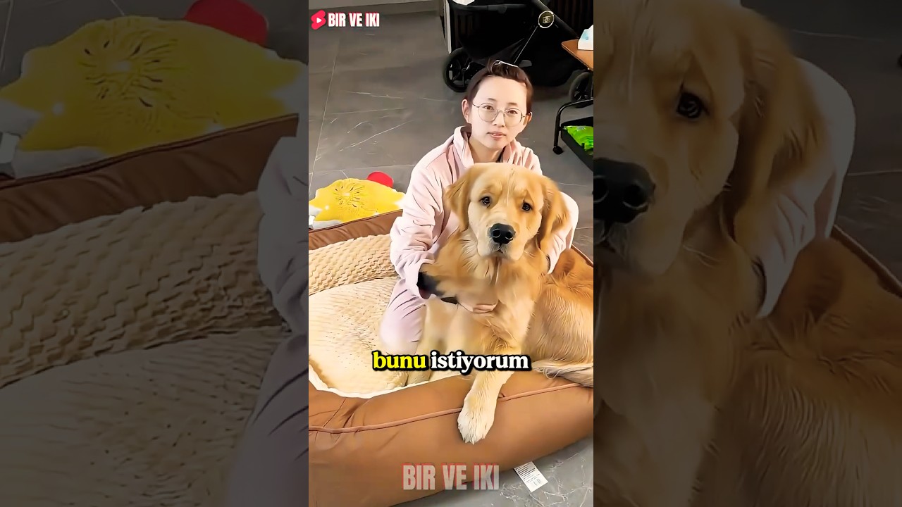 Şapşal Köpek Kuki Yatağa El Koydu! 😱🐶