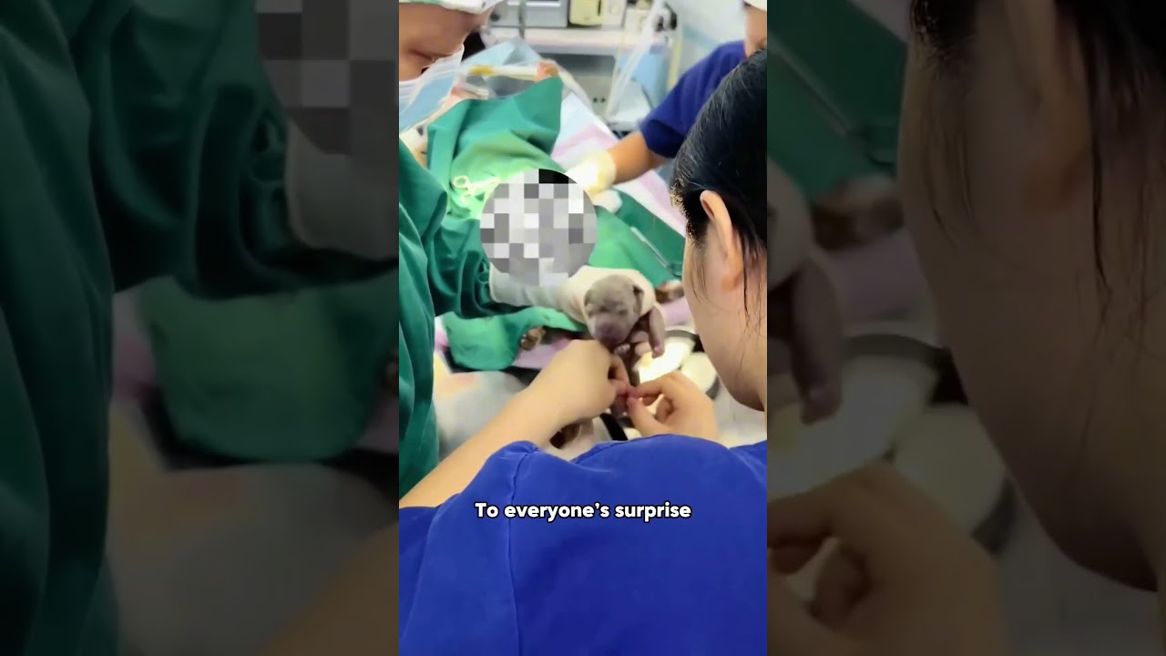 The Miracle Birth of 18 Puppies: A Story of Survival