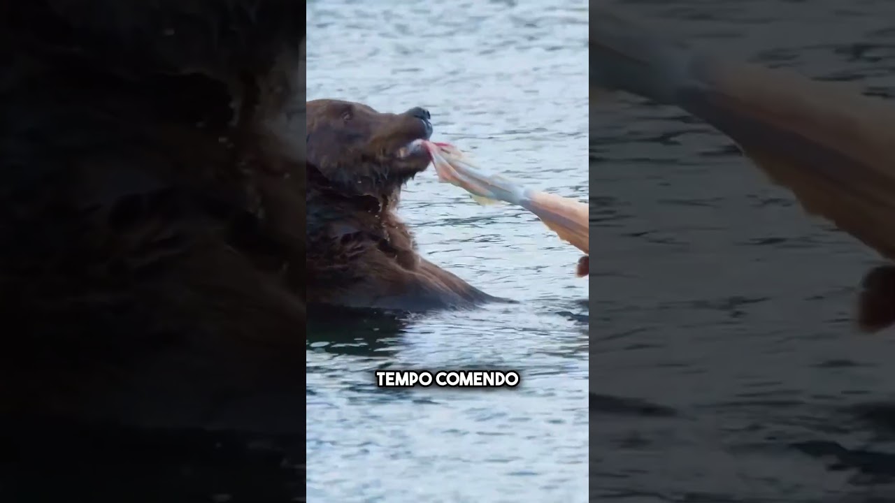 Por que os ursos só comem as melhores partes do salmão 🐻 #shorts