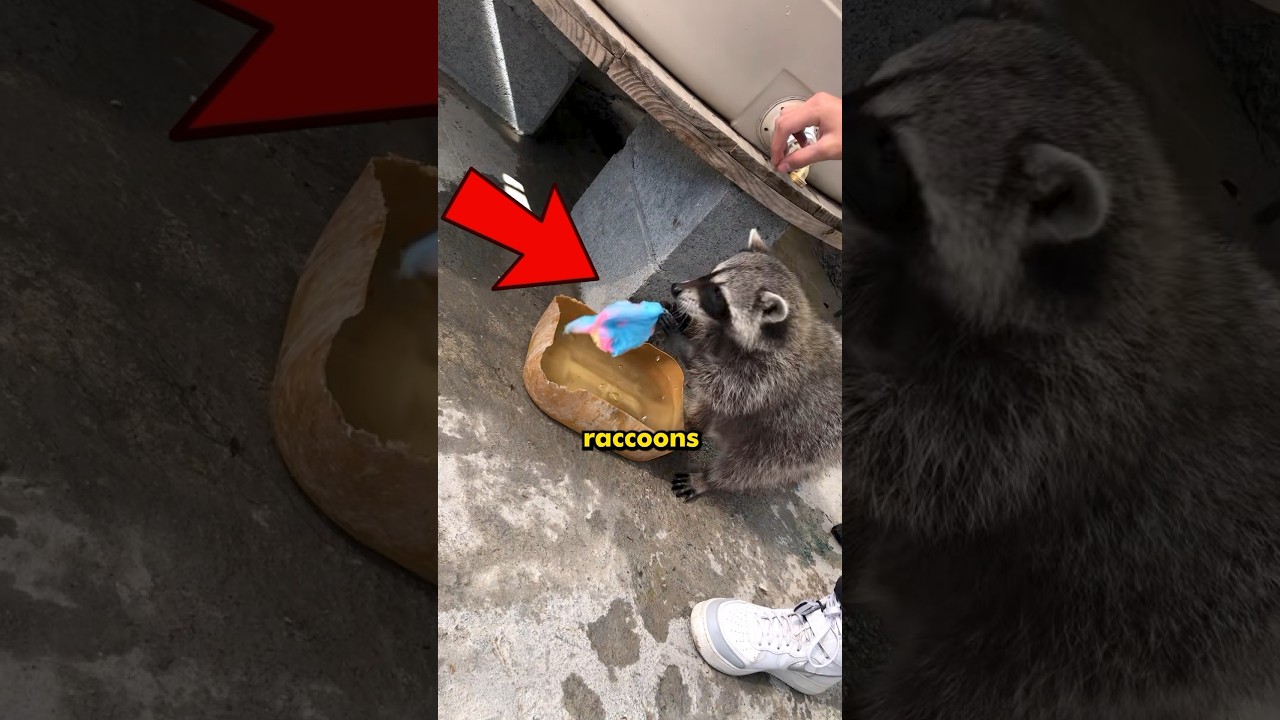 Why Raccoons Wash EVERYTHING they Touch