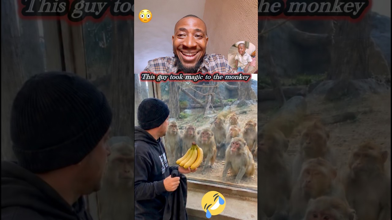 These monkey saw magic #trending #trend #new #funny #shorts #viral