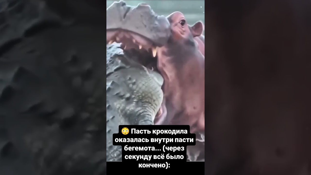 #Repost @oksanapilipchuklive🐊 Крокодил подплыл слишком близко к бегемоту.