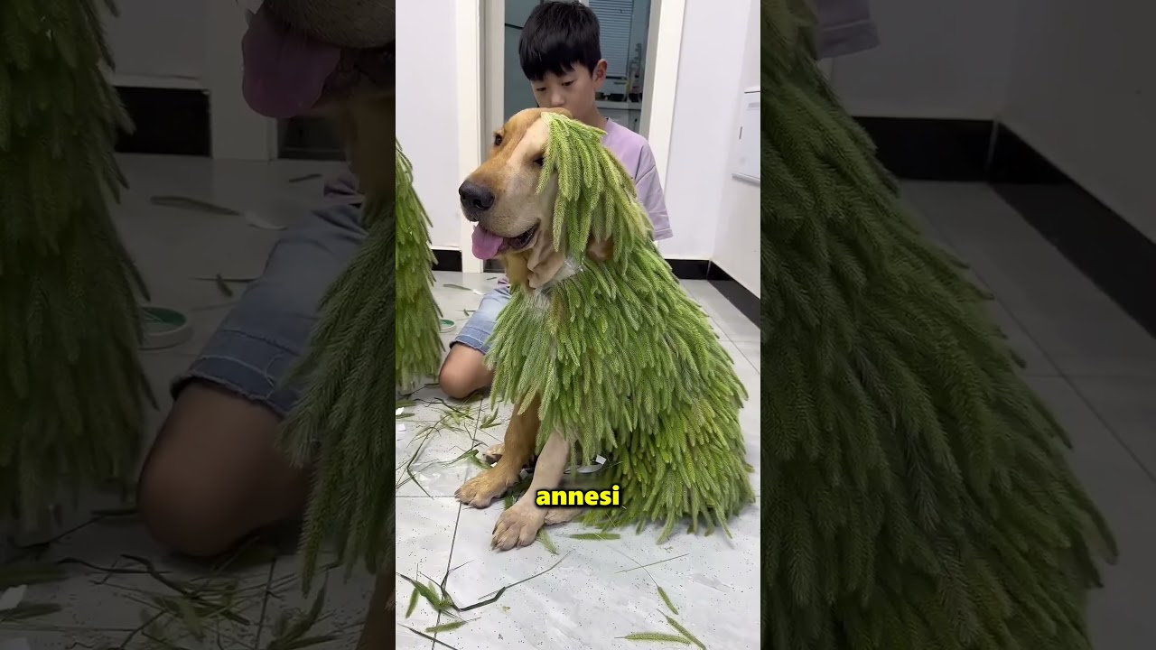 Bu Çocuk Köpeğinin Tüylerinin Yarısını Tıraş Etti 😲