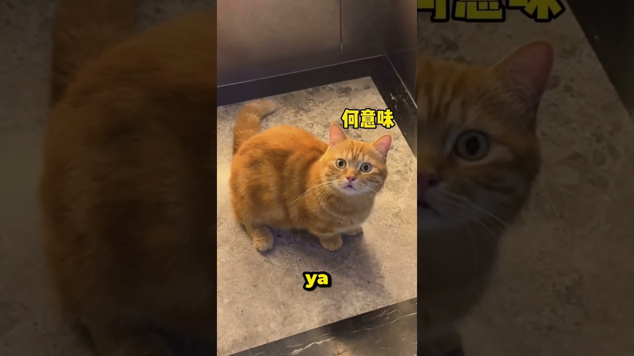 Kedi Asansörde Kaldı 😂