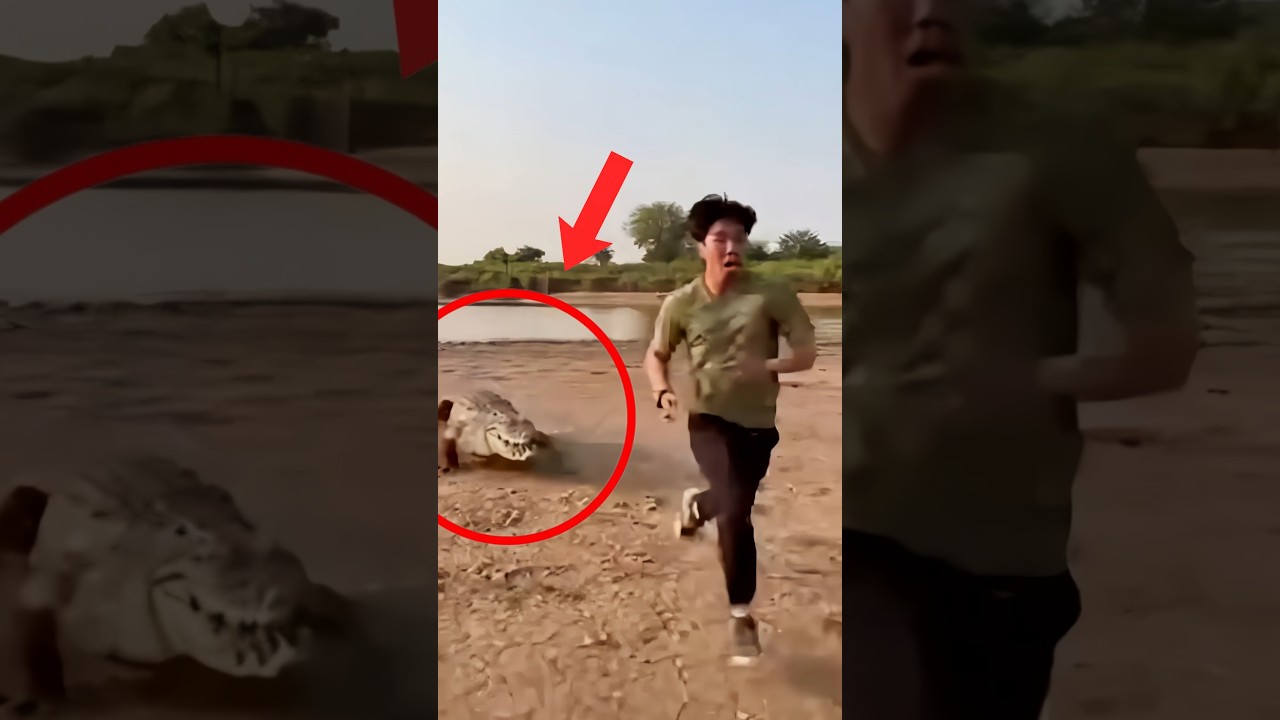 Jangan Lari Zig-zag Pas Dikejar Buaya! Ini Alasannya... 🐊 #shorts