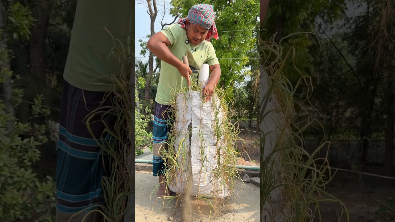 বস্তায় রসুন  চাষের লাভ#agriculture