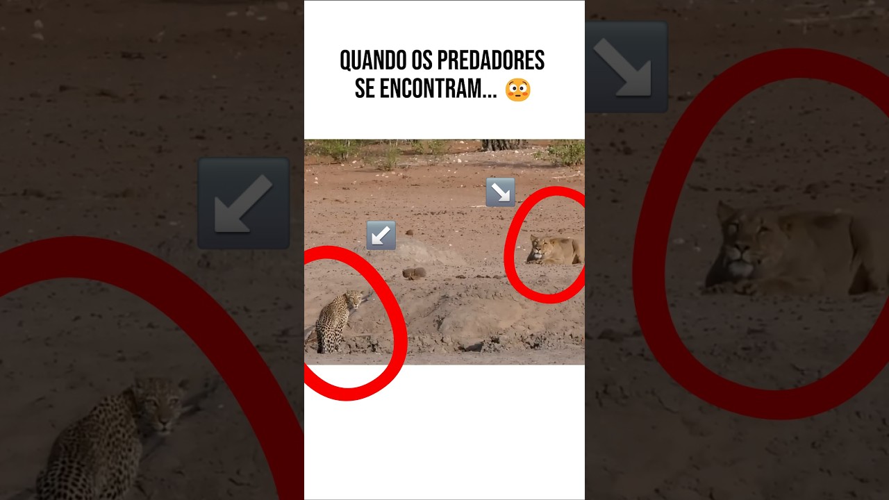LEOA VS LEOPARDO? OLHA O QUE ACONTECEU NA CAÇADA 😱🐆💥