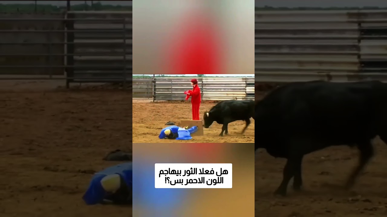 هل فعلا الثور بيهاجم اللون الاحمر بس؟!