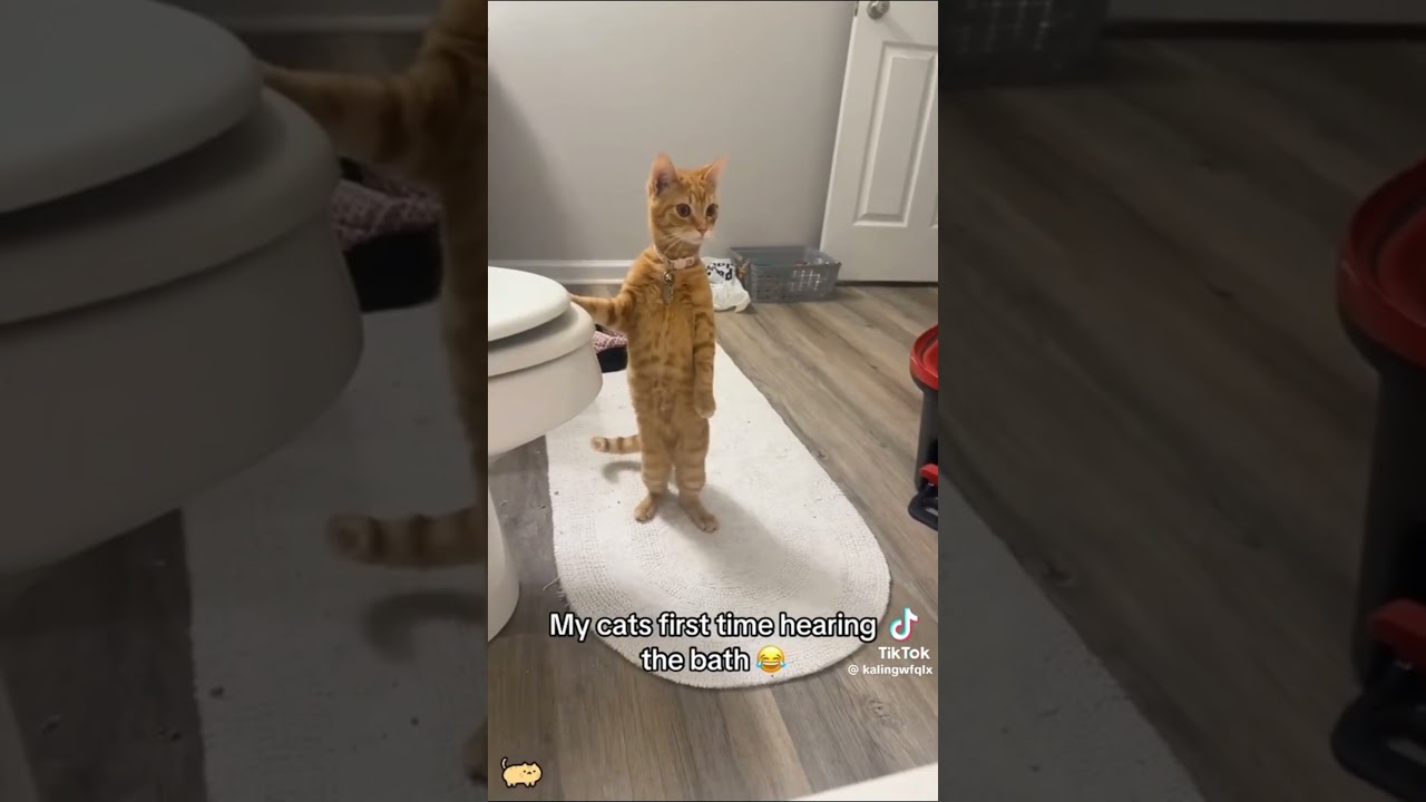 اخخخ ايدييي😾😥🐈 #cat #cat #قطط #كوميديات #اكسبلور #كوميديا #تحشيش #قطقوط #funny #ضحك