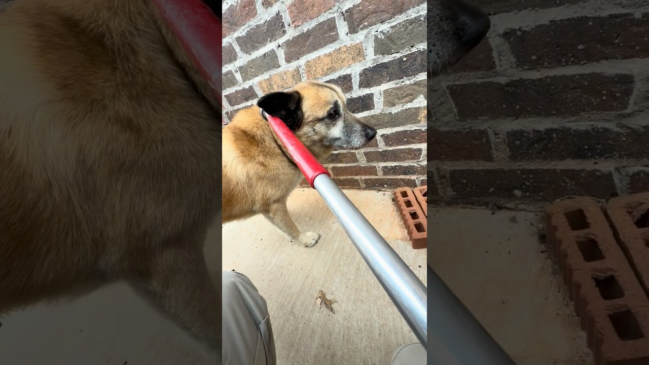 Several calls came in for this old guy hanging out in the neighborhood.