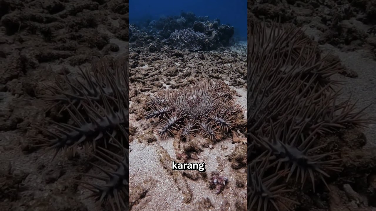 Hewan Ini Disuntik Cuka Demi Selamatkan Terumbu Karang