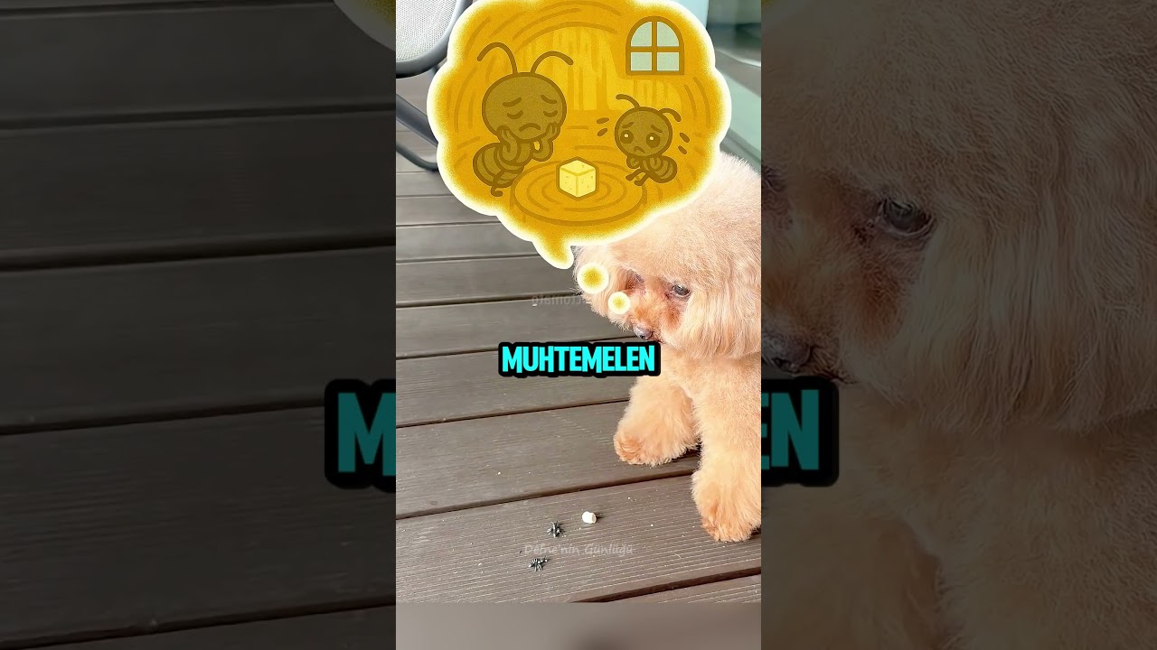 Köpeğin Yardım Etmenin Tatlı Yolu 🐶❤️✨