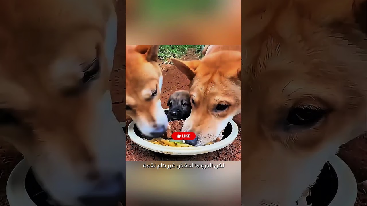 اكله اختطف قدامه بس الي حصل بعد كده غير كل حاجه #اكسبلور #ماوراءيات #automobile #كرتوناطفال #movie