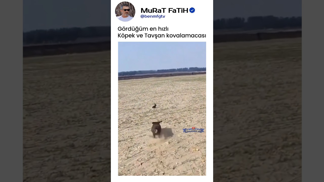 Küçük Köpek Tavşanın Peşinde! İnanılmaz Kovalamaca 🐶🐇 #Shorts