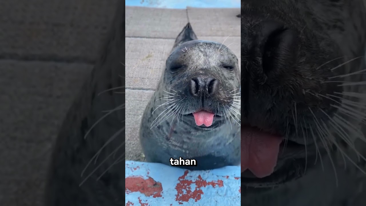 Anjing Laut Ini Sengaja Bikin Saluran Air Mampet