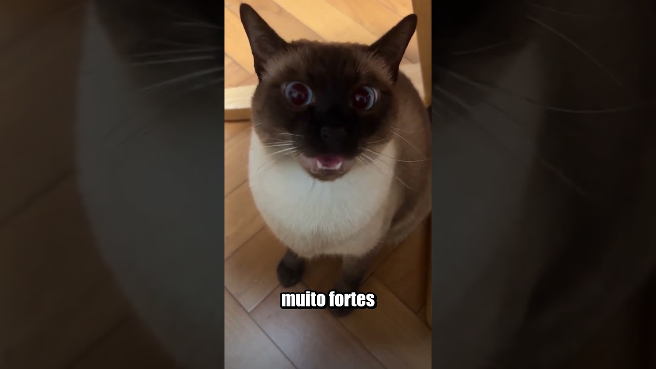 REPARA BEM NA PUPILA DOS GATOS!