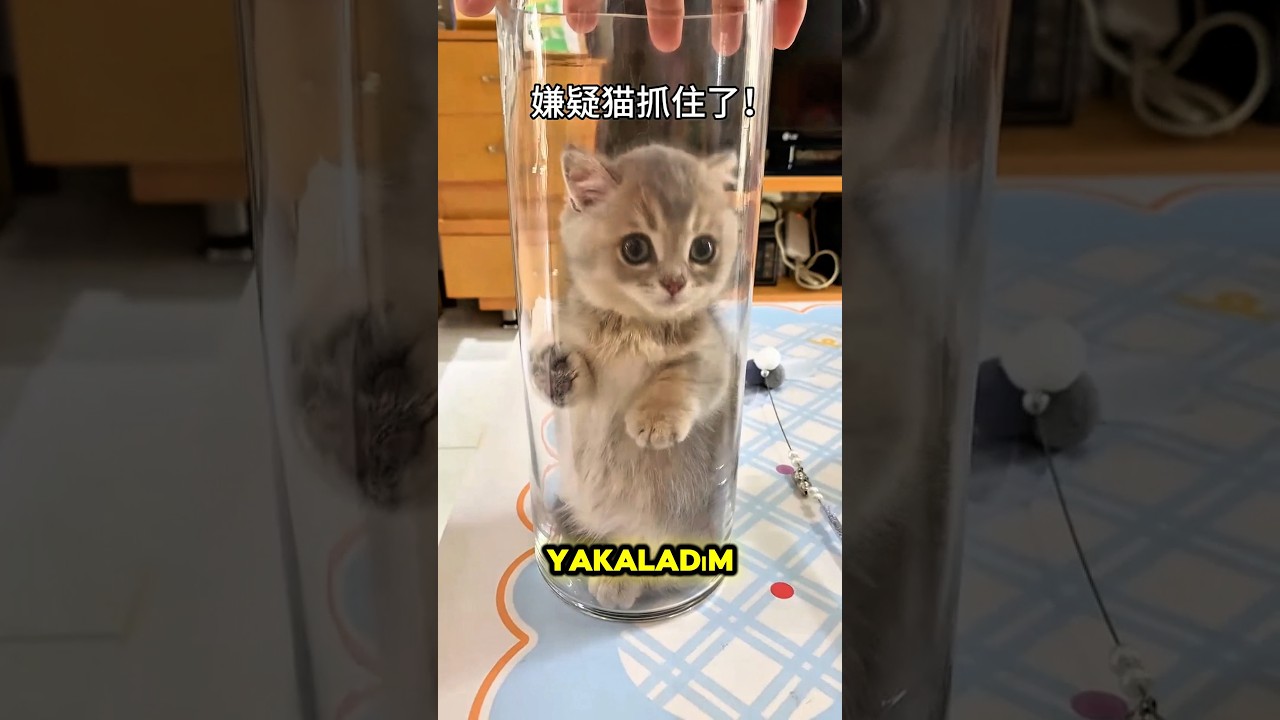 🐾🍌 Muzdaki Pati İzinin Gizemini Çözdü! 😱😂 #shorts #kedi