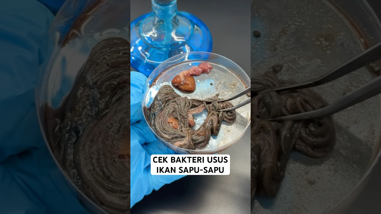 Ini hasil bakteri usus ikan sapu-sapu🦠🎣 #LabDrea #cekbakteri #ikan #sapusapu #eksperimen #bakteri