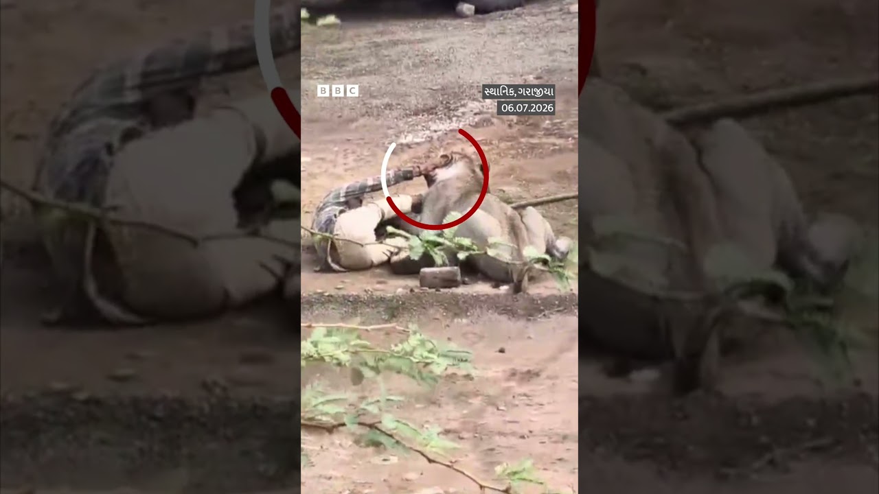 Palitana Lion Attack: સિંહના હુમલામાંથી જીવતા બચેલા માલધારીએ શું કહ્યું?