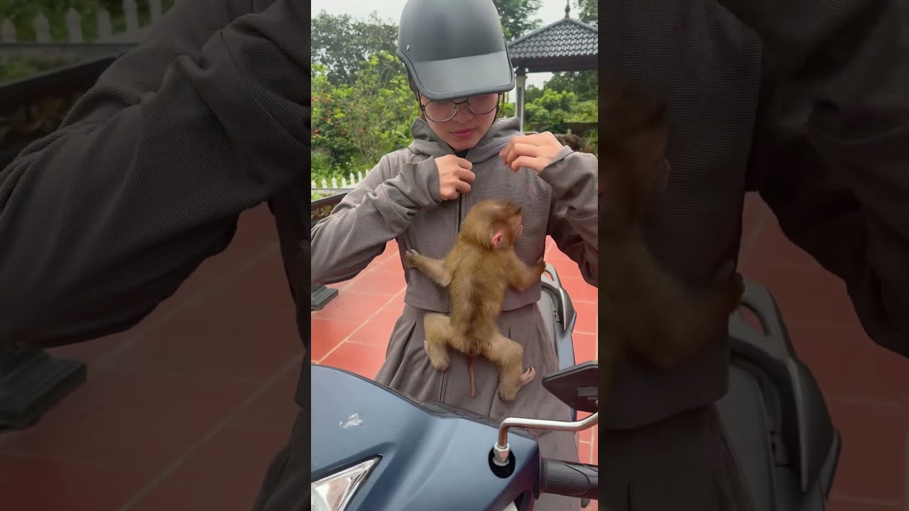 The baby monkey wants its mother to take it to buy milk.🍼🍼🍼😘