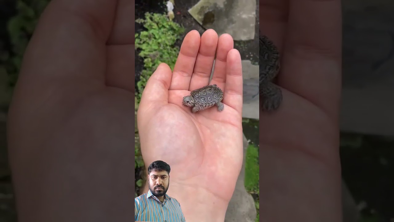 wild animals 😱 🤢 viral video #shortvideo #viralvideo #animals #facts