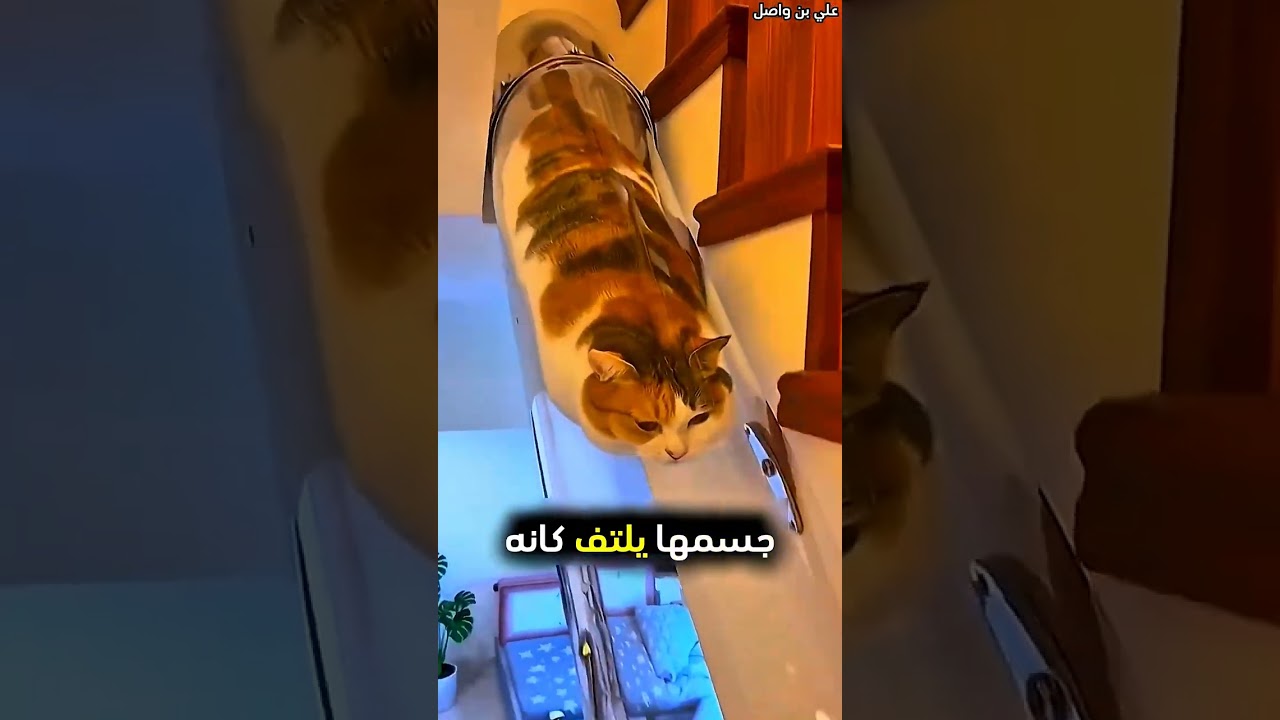 هذه القطة تلعب في منزلها مع صاحبتها#shorts