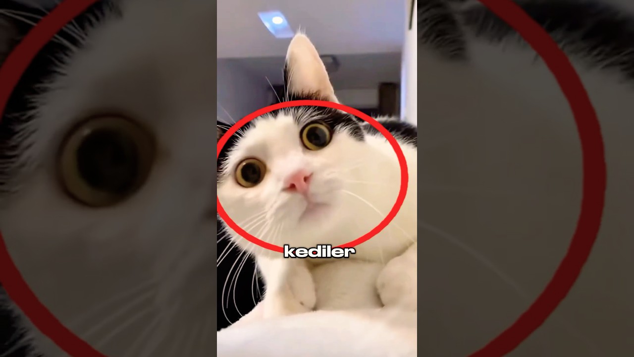 Kediler Köpeklerden Daha mı Zeki? 😳